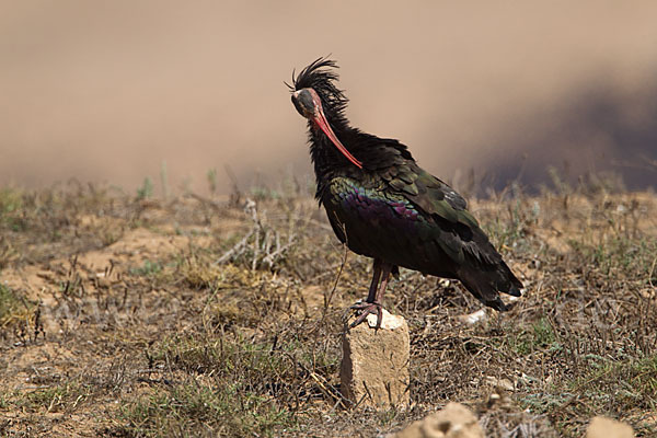 Waldrapp (Geronticus eremita)