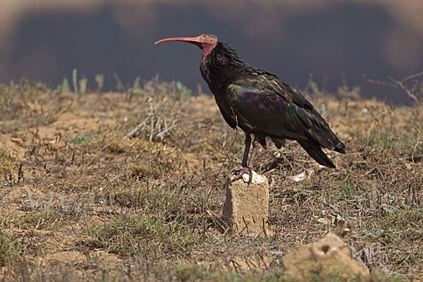 Waldrapp (Geronticus eremita)