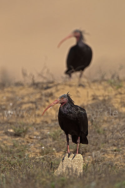 Waldrapp (Geronticus eremita)