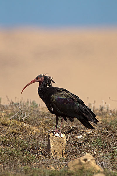 Waldrapp (Geronticus eremita)