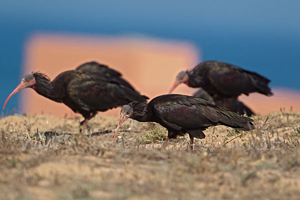 Waldrapp (Geronticus eremita)