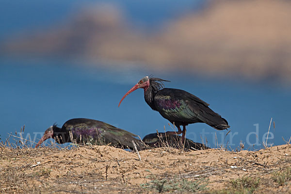 Waldrapp (Geronticus eremita)