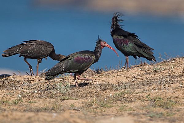 Waldrapp (Geronticus eremita)