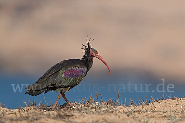 Waldrapp (Geronticus eremita)