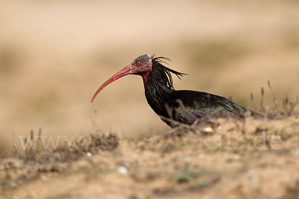 Waldrapp (Geronticus eremita)