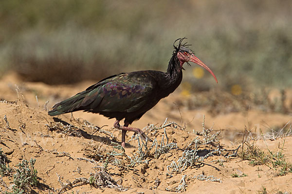 Waldrapp (Geronticus eremita)