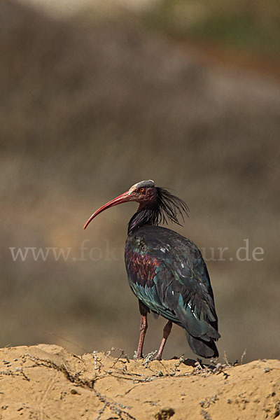 Waldrapp (Geronticus eremita)