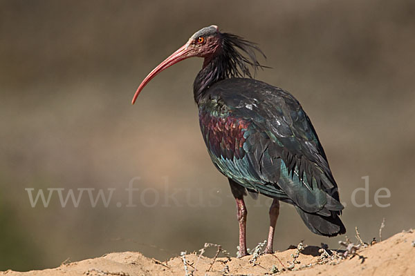 Waldrapp (Geronticus eremita)