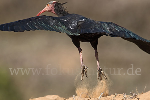 Waldrapp (Geronticus eremita)