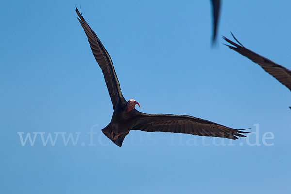 Waldrapp (Geronticus eremita)