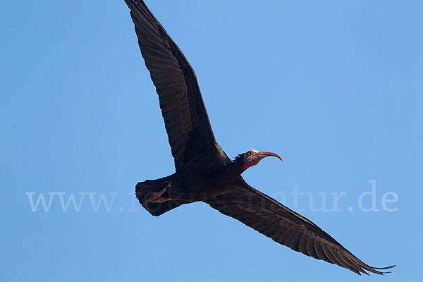 Waldrapp (Geronticus eremita)