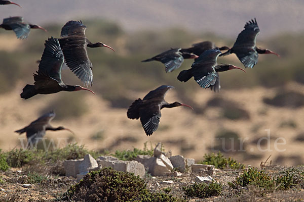 Waldrapp (Geronticus eremita)