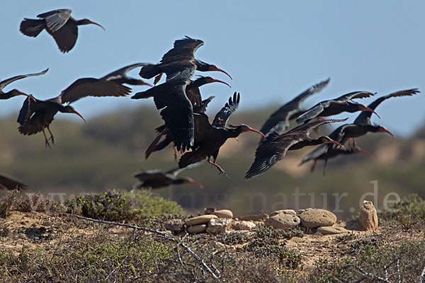 Waldrapp (Geronticus eremita)