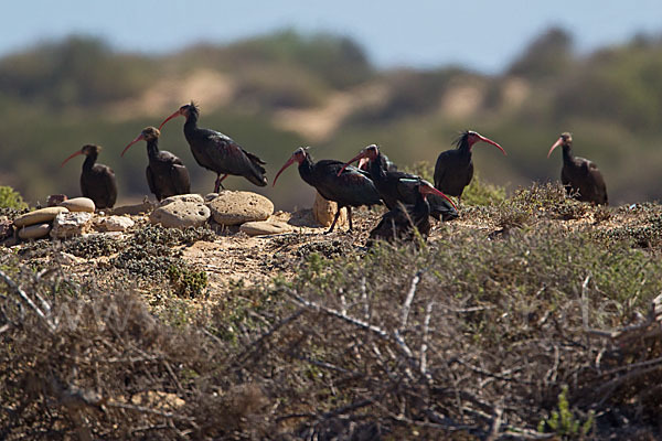 Waldrapp (Geronticus eremita)