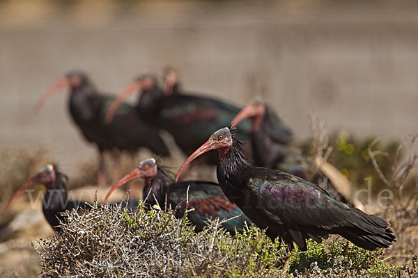 Waldrapp (Geronticus eremita)