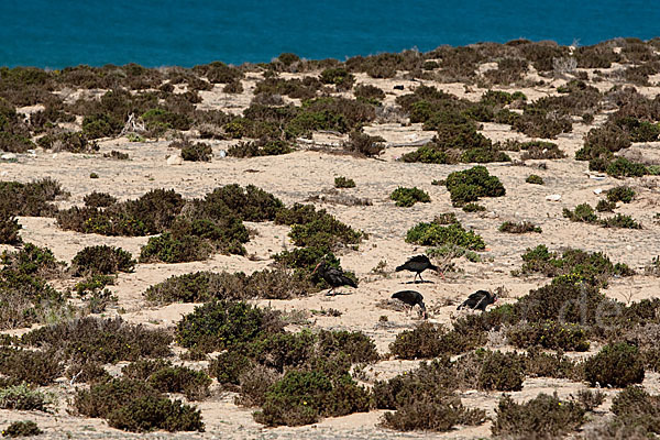 Waldrapp (Geronticus eremita)