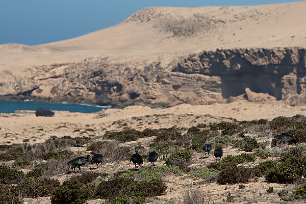 Waldrapp (Geronticus eremita)