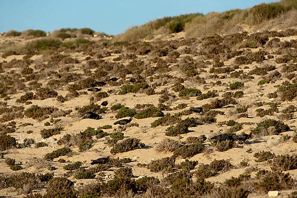 Waldrapp (Geronticus eremita)