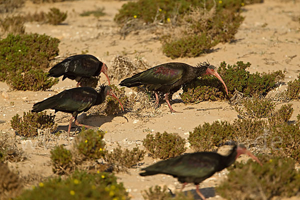 Waldrapp (Geronticus eremita)