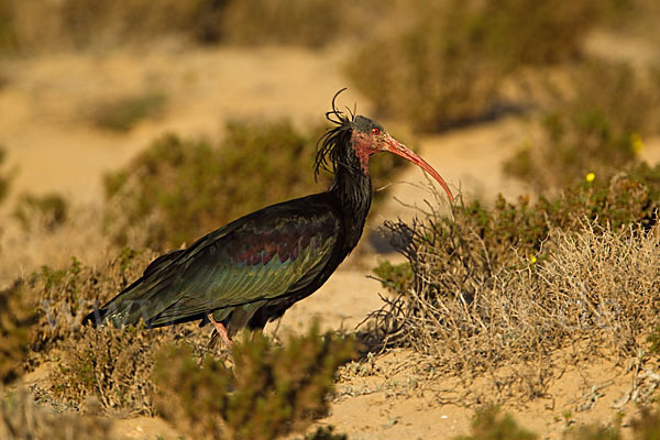 Waldrapp (Geronticus eremita)