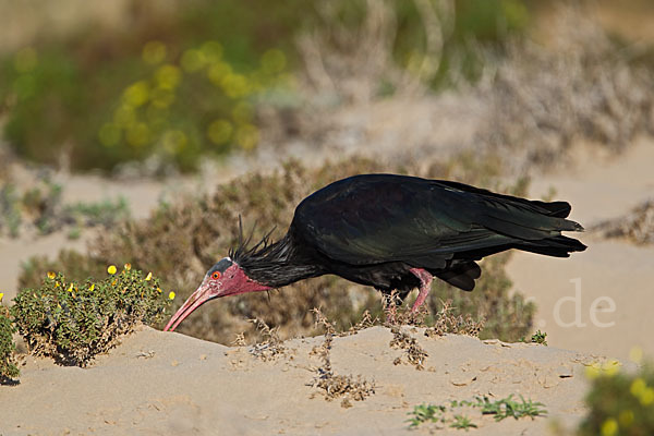 Waldrapp (Geronticus eremita)