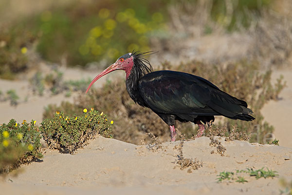 Waldrapp (Geronticus eremita)