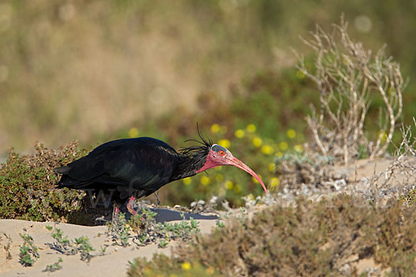 Waldrapp (Geronticus eremita)