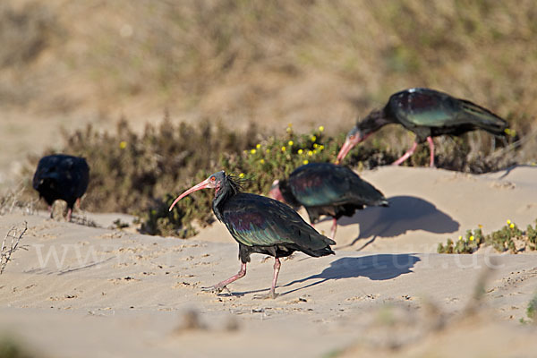 Waldrapp (Geronticus eremita)