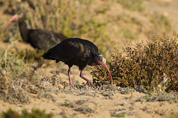 Waldrapp (Geronticus eremita)