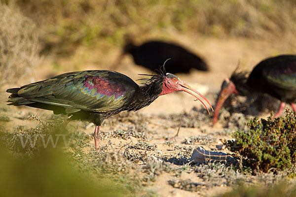 Waldrapp (Geronticus eremita)