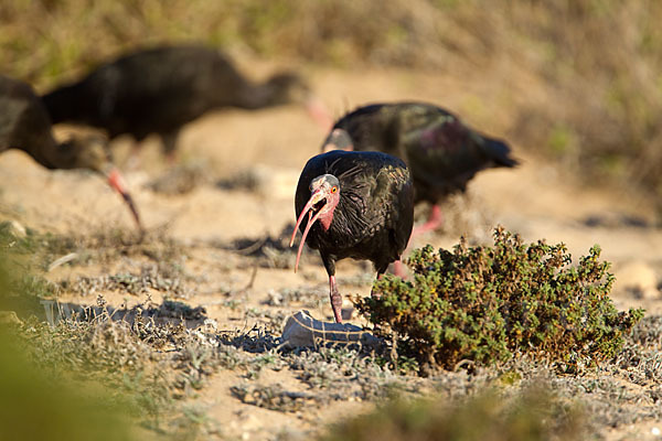 Waldrapp (Geronticus eremita)