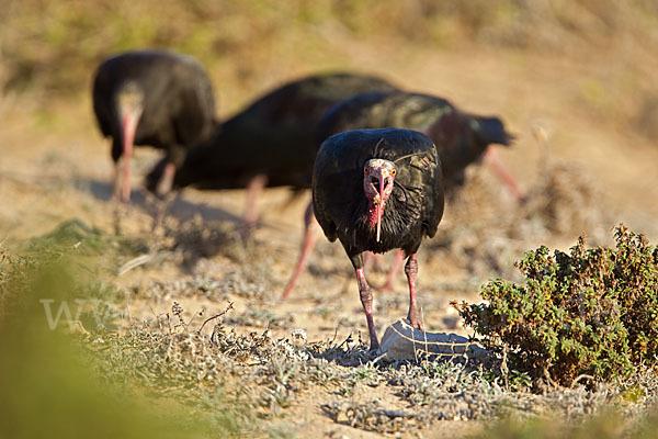 Waldrapp (Geronticus eremita)