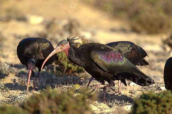 Waldrapp (Geronticus eremita)