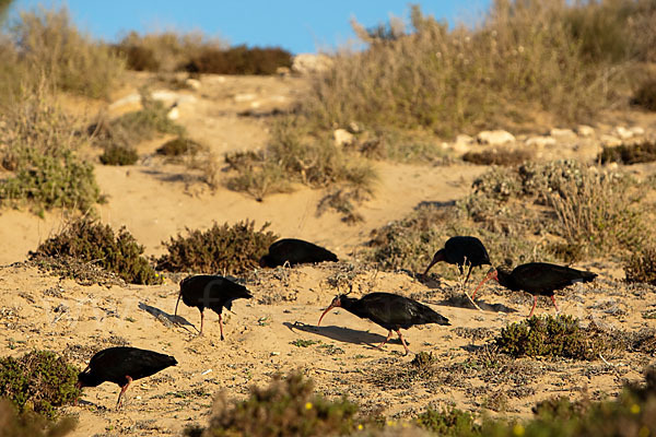 Waldrapp (Geronticus eremita)