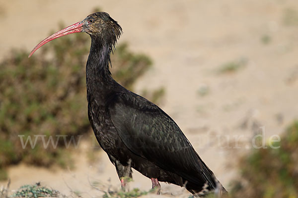 Waldrapp (Geronticus eremita)