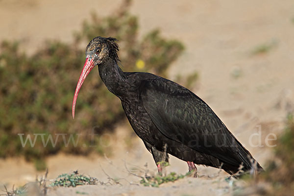 Waldrapp (Geronticus eremita)