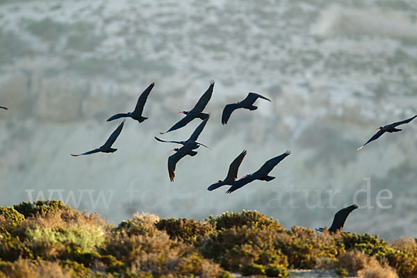 Waldrapp (Geronticus eremita)