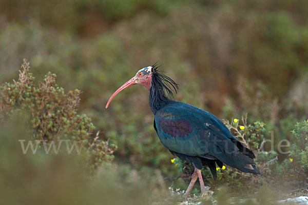 Waldrapp (Geronticus eremita)