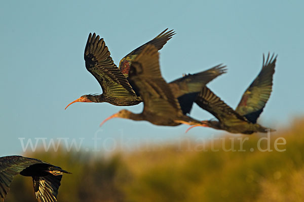 Waldrapp (Geronticus eremita)