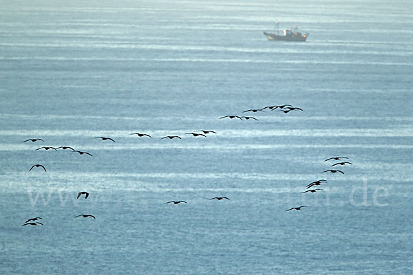 Waldrapp (Geronticus eremita)