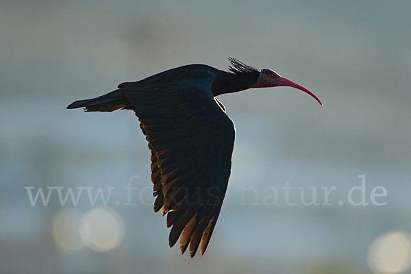 Waldrapp (Geronticus eremita)