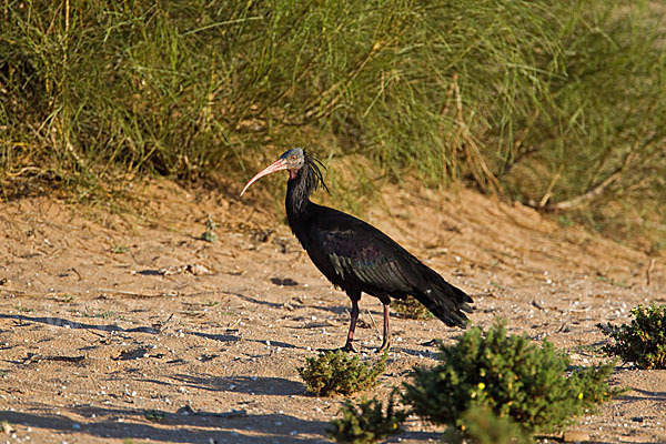 Waldrapp (Geronticus eremita)