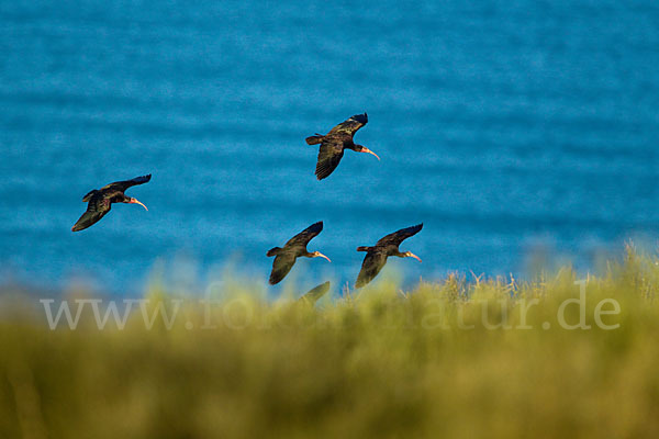 Waldrapp (Geronticus eremita)