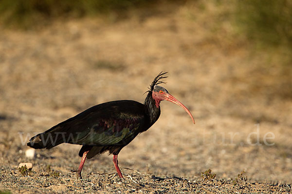 Waldrapp (Geronticus eremita)