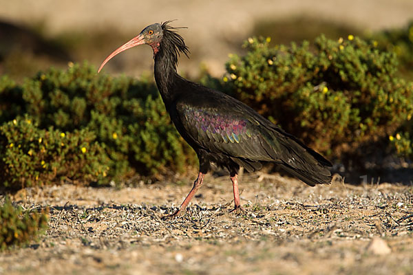 Waldrapp (Geronticus eremita)