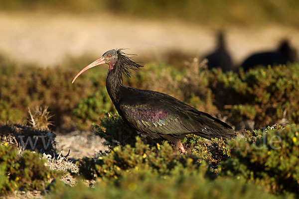 Waldrapp (Geronticus eremita)