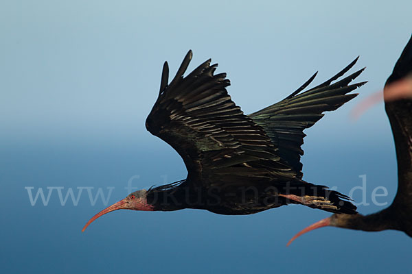 Waldrapp (Geronticus eremita)