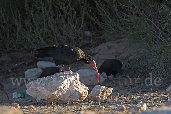 Waldrapp (Geronticus eremita)