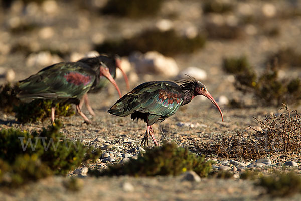 Waldrapp (Geronticus eremita)