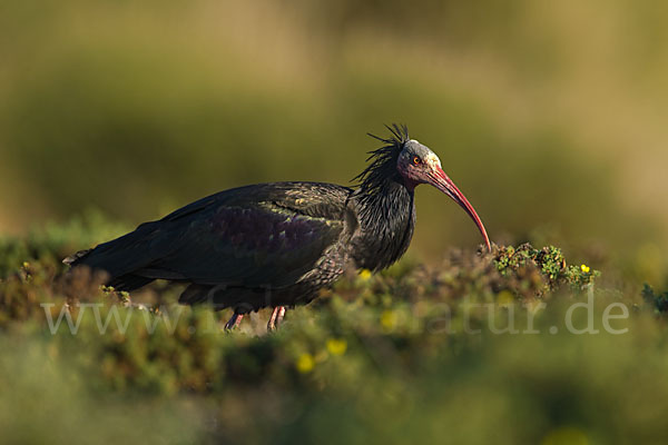 Waldrapp (Geronticus eremita)